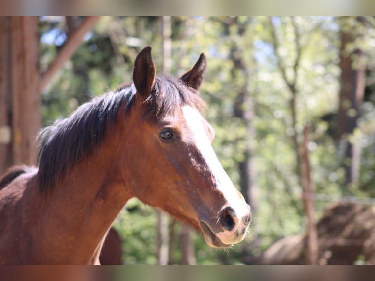 Other Warmbloods Mix Unknown 1 year  in Drosendorf