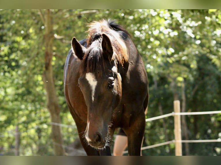 Other Warmbloods Mix Unknown 1 year  in Drosendorf