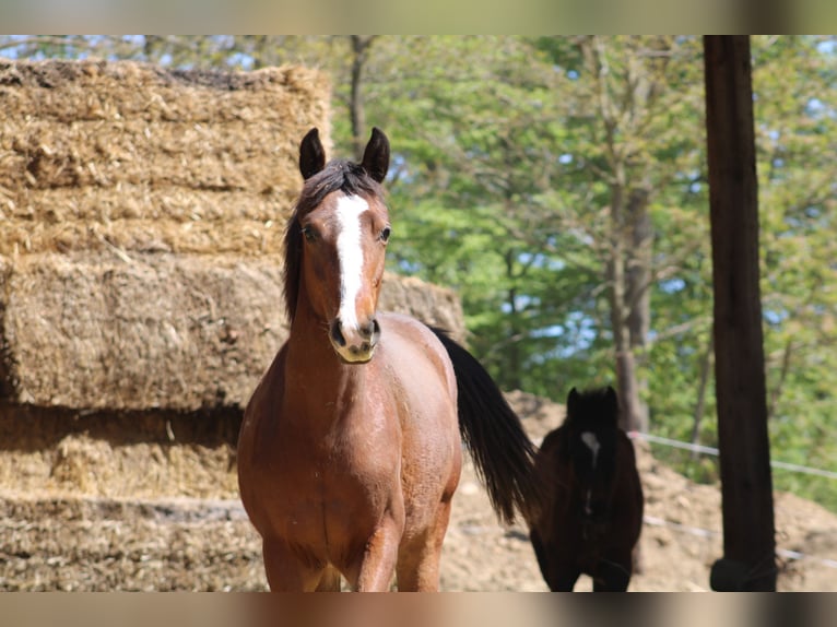 Other Warmbloods Mix Unknown 1 year  in Drosendorf