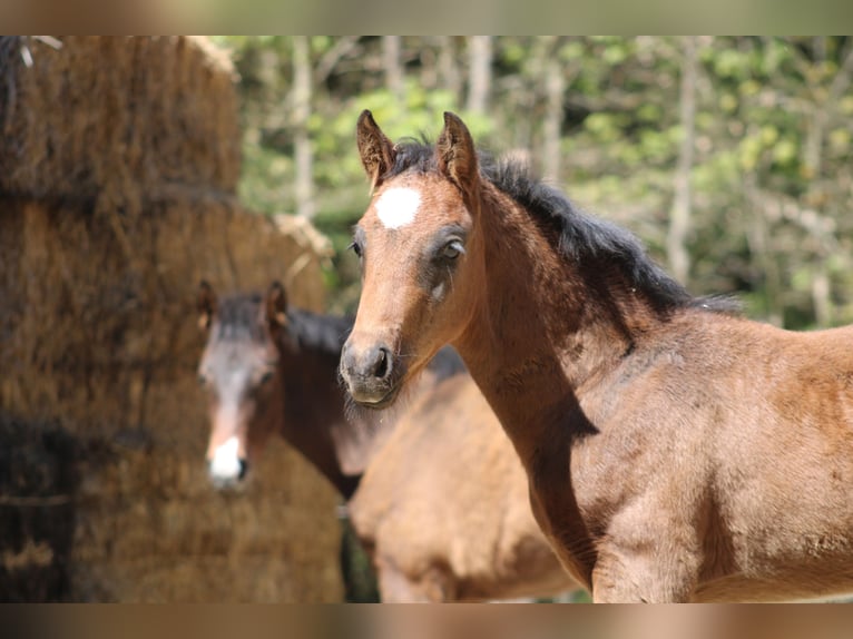 Other Warmbloods Mix Unknown 1 year  in Drosendorf