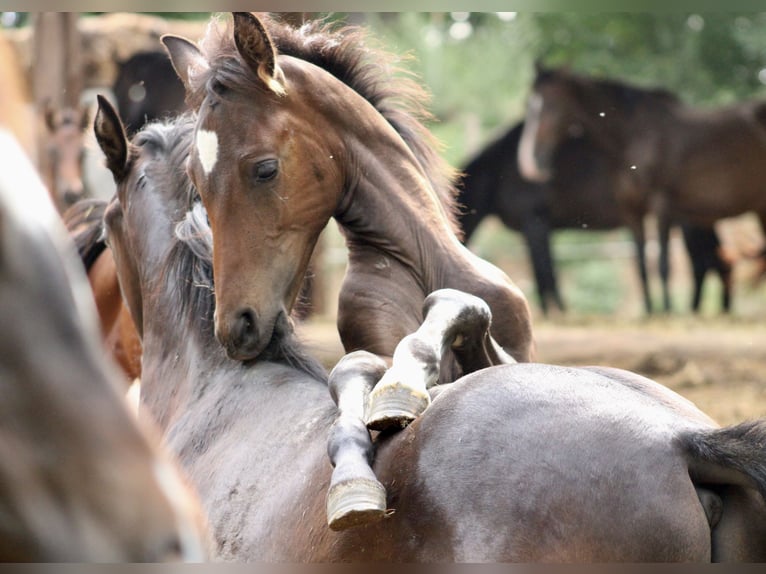 Other Warmbloods Mix Unknown 1 year  in Drosendorf