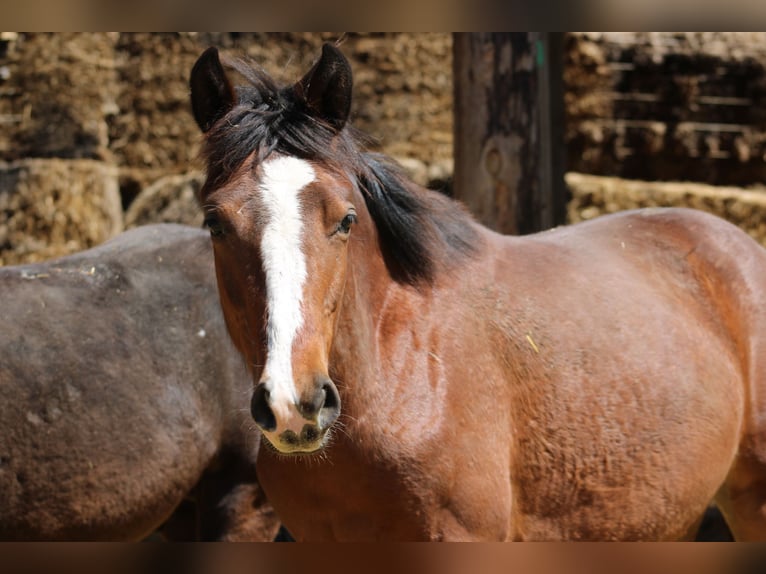 Other Warmbloods Mix Unknown 1 year  in Drosendorf