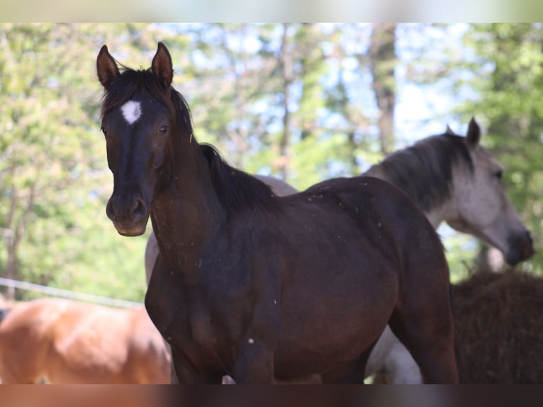 Other Warmbloods Mix Unknown 1 year  in Drosendorf