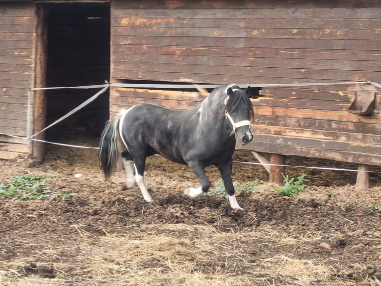 Otras razas Caballo castrado 10 años 120 cm Pío in Baruth/Mark