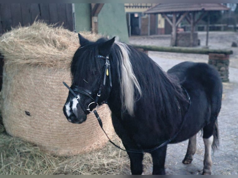 Otras razas Caballo castrado 10 años 120 cm Pío in Baruth/Mark