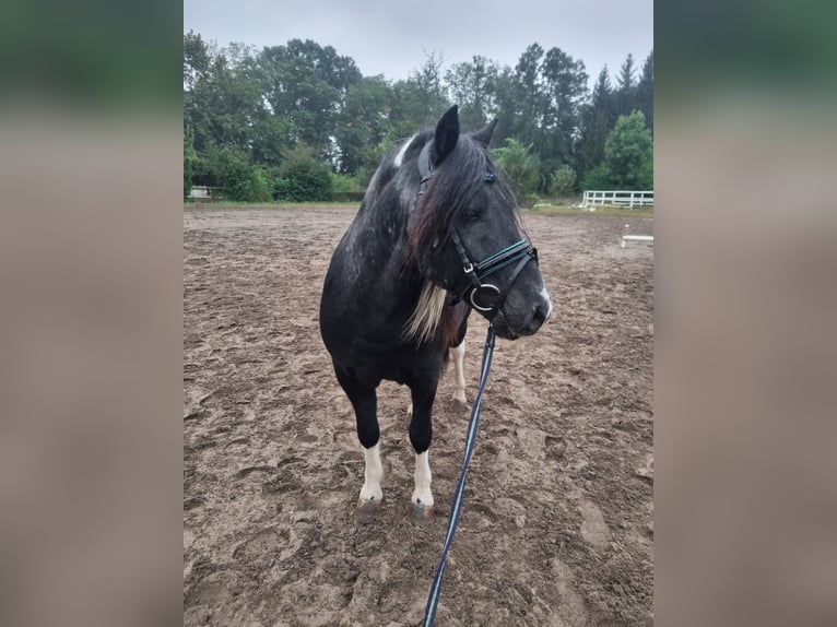 Otras razas Caballo castrado 10 años 120 cm Pío in Baruth/Mark