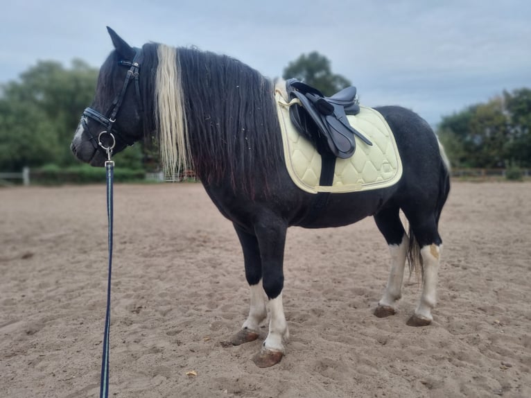 Otras razas Caballo castrado 10 años 120 cm Pío in Baruth/Mark