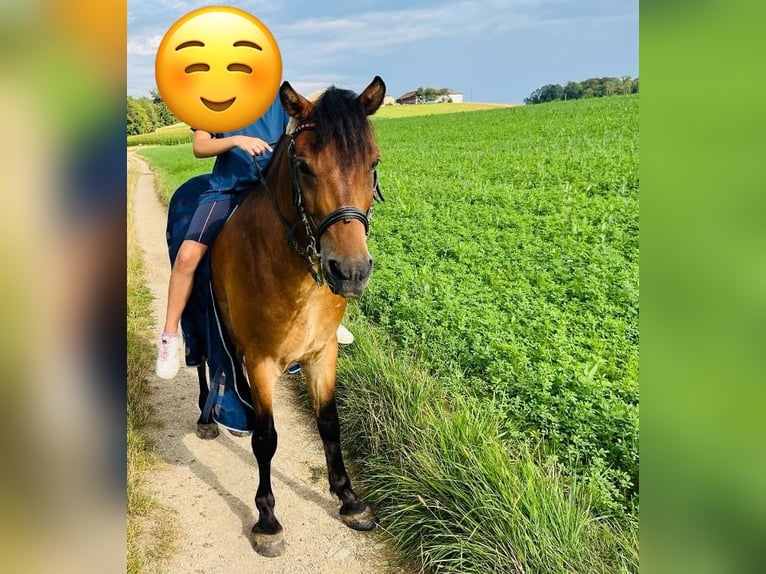 Otras razas Mestizo Caballo castrado 10 años 140 cm Castaño in St.Georgen an der gusen