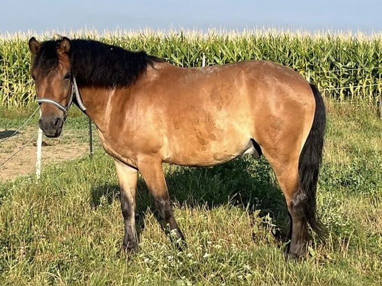 Otras razas Mestizo Caballo castrado 10 años 140 cm Castaño in St.Georgen an der gusen