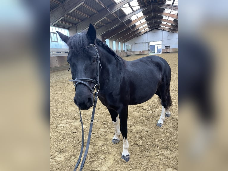 Otras razas Caballo castrado 10 años 140 cm Negro in Ahlen