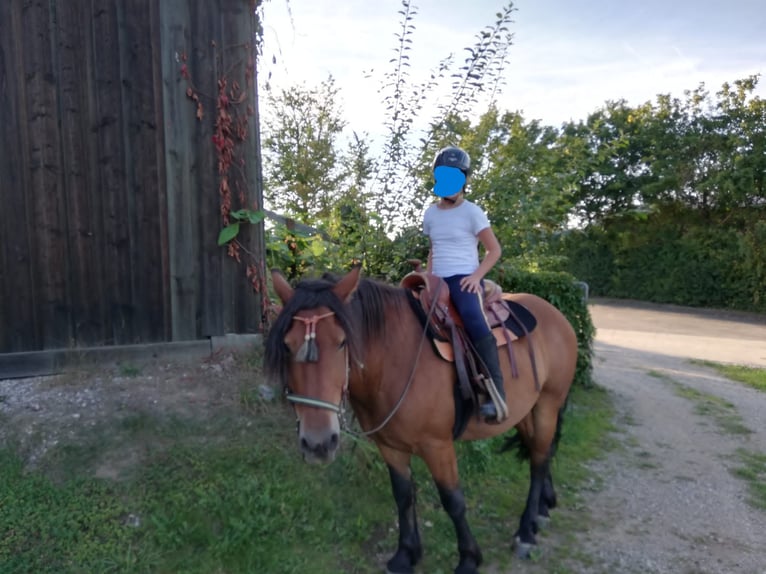 Otras razas Mestizo Caballo castrado 10 años 143 cm Castaño in Ehingen