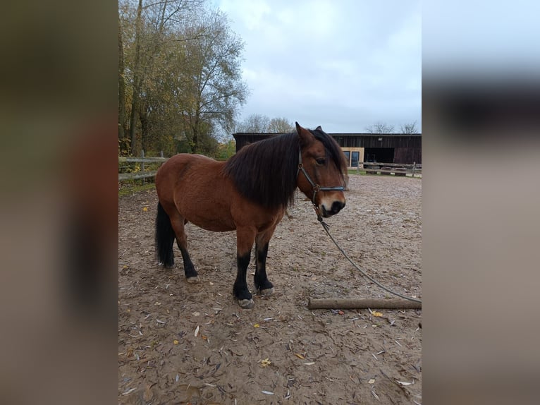Otras razas Mestizo Caballo castrado 10 años 143 cm Castaño in Ehingen