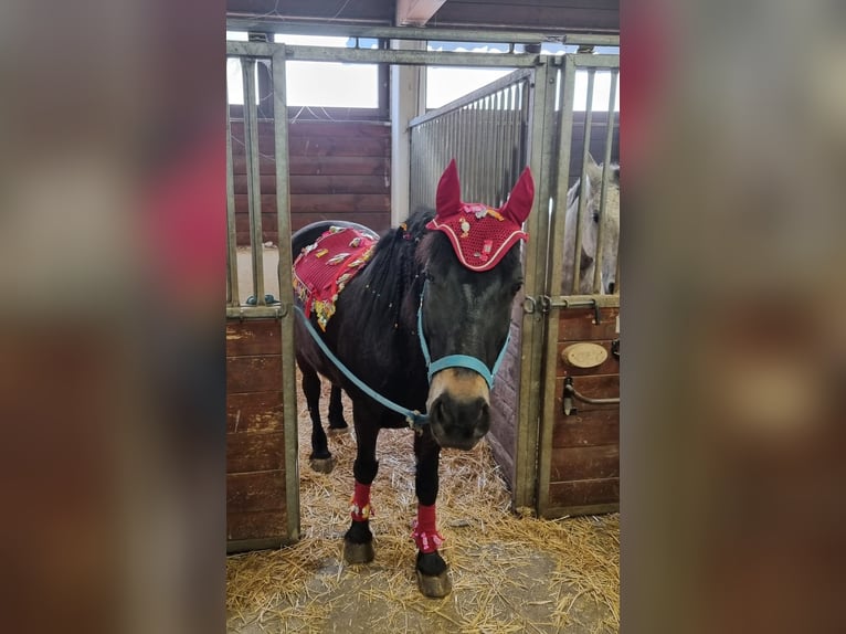 Otras razas Caballo castrado 10 años 145 cm Morcillo in Breitenfurt bei Wien