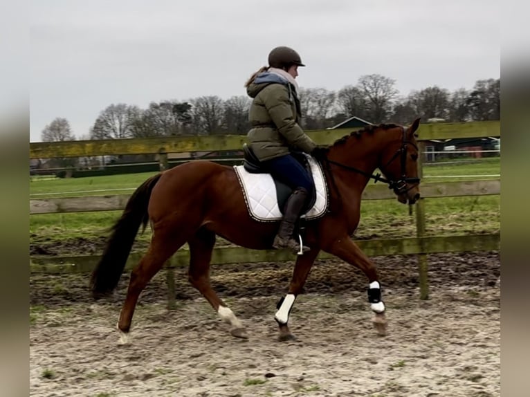 Otras razas Caballo castrado 10 años 147 cm Alazán in Barneveld