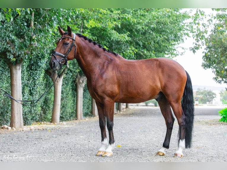 Otras razas Mestizo Caballo castrado 10 años 149 cm Castaño rojizo in Okendo
