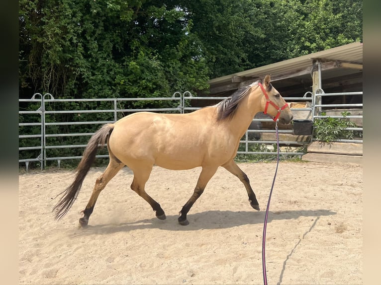 Otras razas Caballo castrado 10 años 150 cm Bayo in Bad Camberg