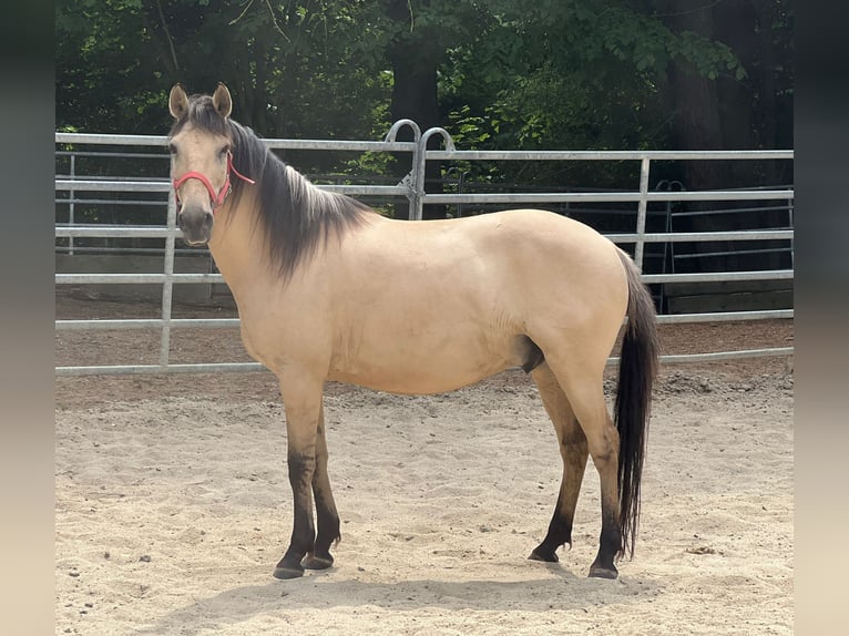 Otras razas Caballo castrado 10 años 150 cm Bayo in Bad Camberg