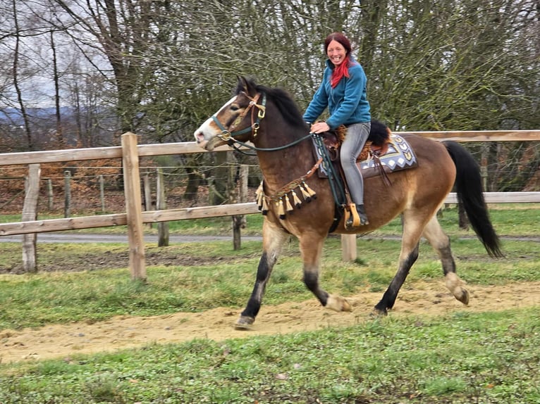 Otras razas Mestizo Caballo castrado 10 años 152 cm Castaño in Linkenbach