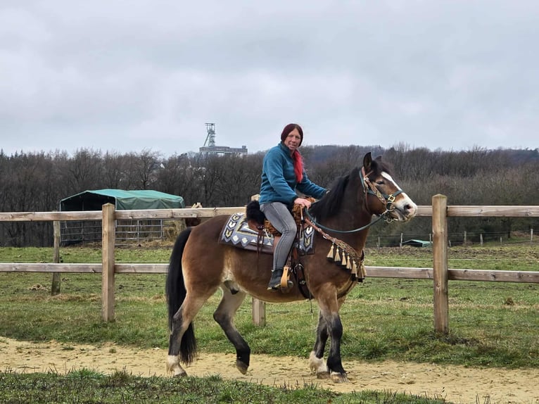 Otras razas Mestizo Caballo castrado 10 años 152 cm Castaño in Linkenbach