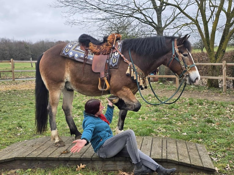 Otras razas Mestizo Caballo castrado 10 años 152 cm Castaño in Linkenbach
