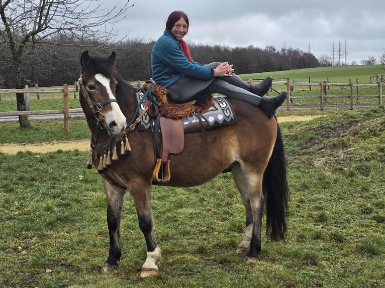 Otras razas Mestizo Caballo castrado 10 años 152 cm Castaño in Linkenbach
