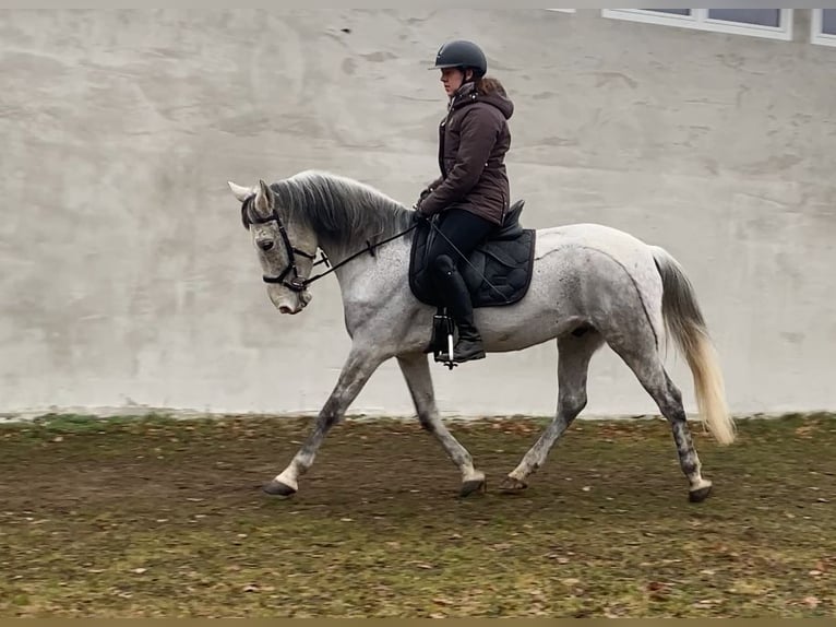 Otras razas Caballo castrado 10 años 152 cm Tordo picazo in Neuferchau