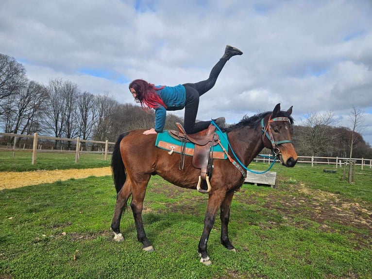 Otras razas Caballo castrado 10 años 155 cm  in Linkenbach