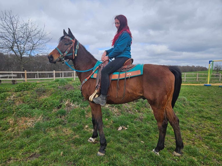 Otras razas Caballo castrado 10 años 155 cm  in Linkenbach