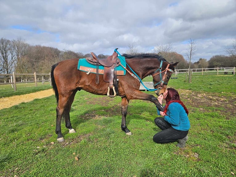 Otras razas Caballo castrado 10 años 155 cm  in Linkenbach