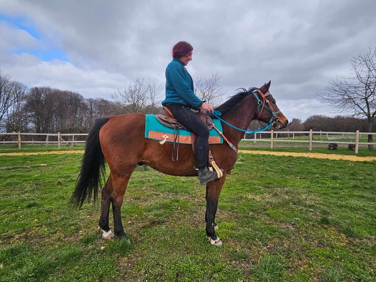 Otras razas Caballo castrado 10 años 155 cm  in Linkenbach