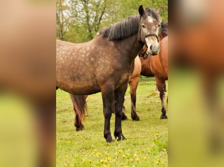 Otras razas Caballo castrado 10 años 156 cm in Raplamaa