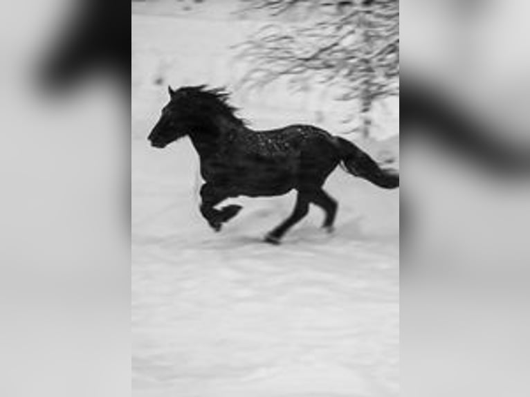 Otras razas Caballo castrado 10 años 156 cm Negro in Lacourt