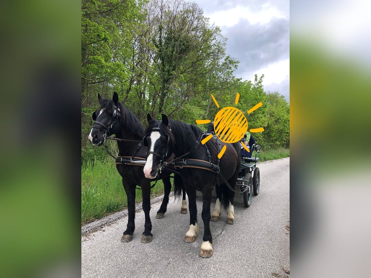 Otras razas Mestizo Caballo castrado 10 años 158 cm Negro in Hirtenberg