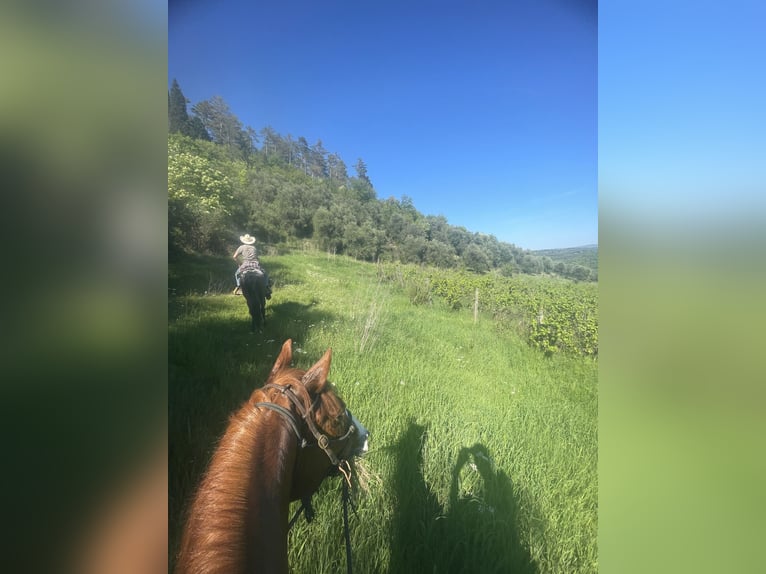 Otras razas Mestizo Caballo castrado 10 años 160 cm Alazán in Sieci