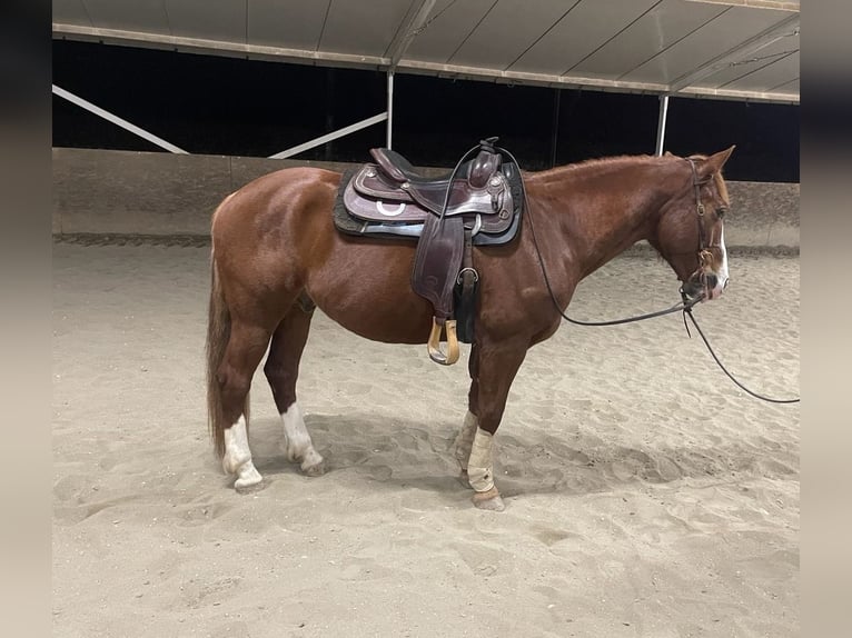 Otras razas Mestizo Caballo castrado 10 años 160 cm Alazán in Sieci