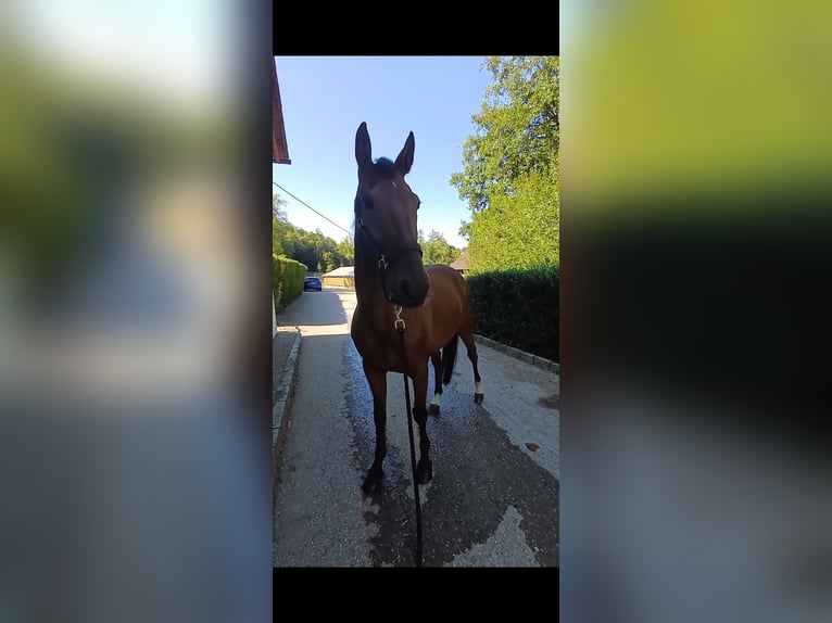 Otras razas Caballo castrado 10 años 160 cm Castaño in Schleißheim bei Wels