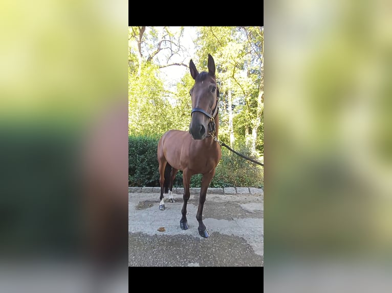 Otras razas Caballo castrado 10 años 160 cm Castaño in Schleißheim bei Wels
