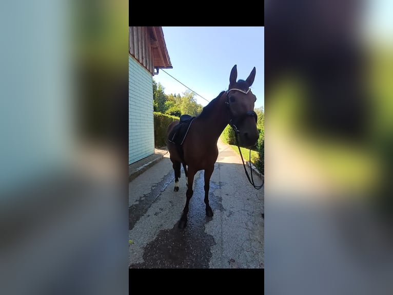 Otras razas Caballo castrado 10 años 160 cm Castaño in Schleißheim bei Wels