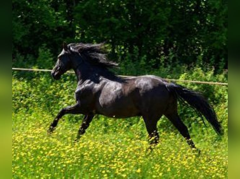 Otras razas Mestizo Caballo castrado 10 años 160 cm Negro in Muhlbach sur Bruche