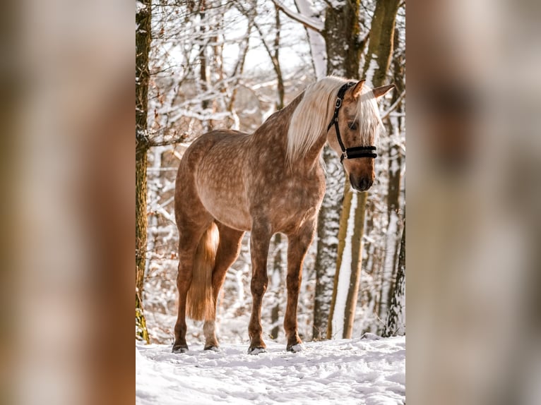 Otras razas Caballo castrado 10 años 160 cm Palomino in Nettersheim