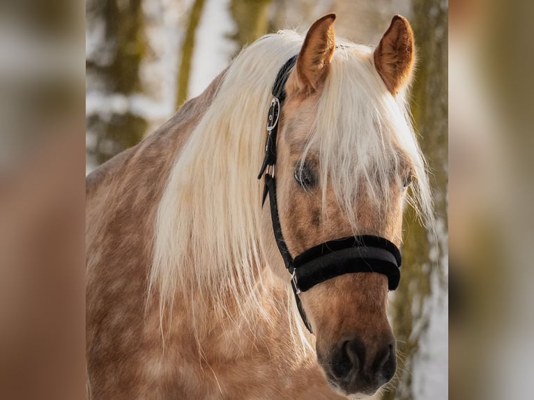 Otras razas Caballo castrado 10 años 160 cm Palomino in Nettersheim