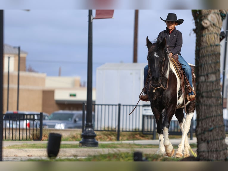 Otras razas Caballo castrado 10 años 163 cm in Joshua, TX