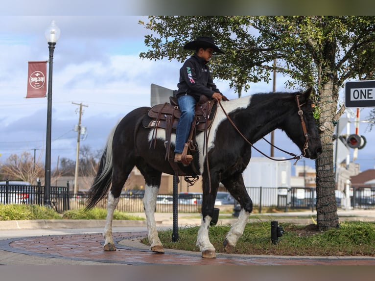 Otras razas Caballo castrado 10 años 163 cm in Joshua, TX