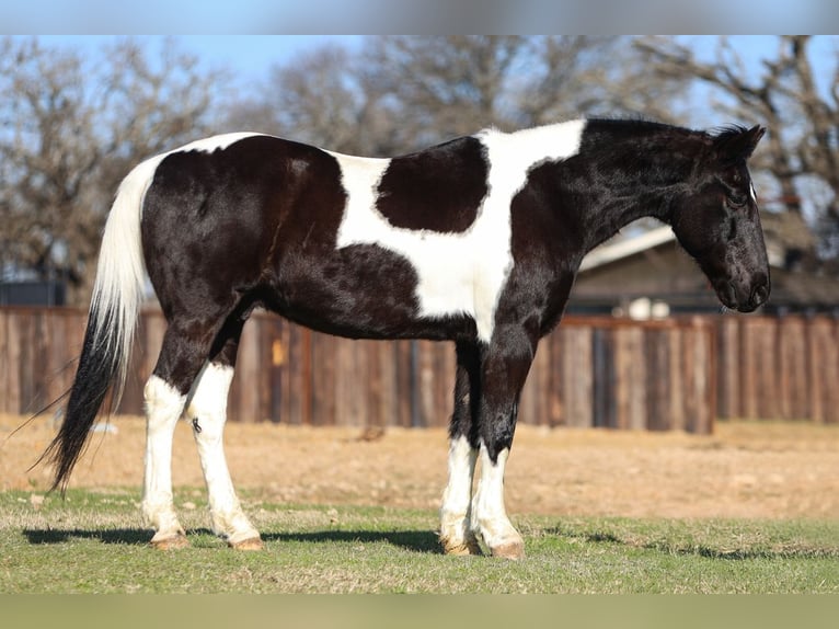 Otras razas Caballo castrado 10 años 163 cm in Joshua, TX