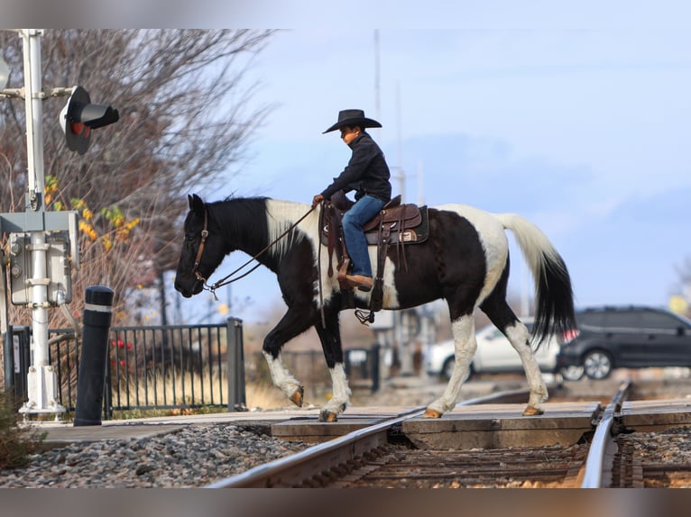 Otras razas Caballo castrado 10 años 163 cm in Joshua, TX