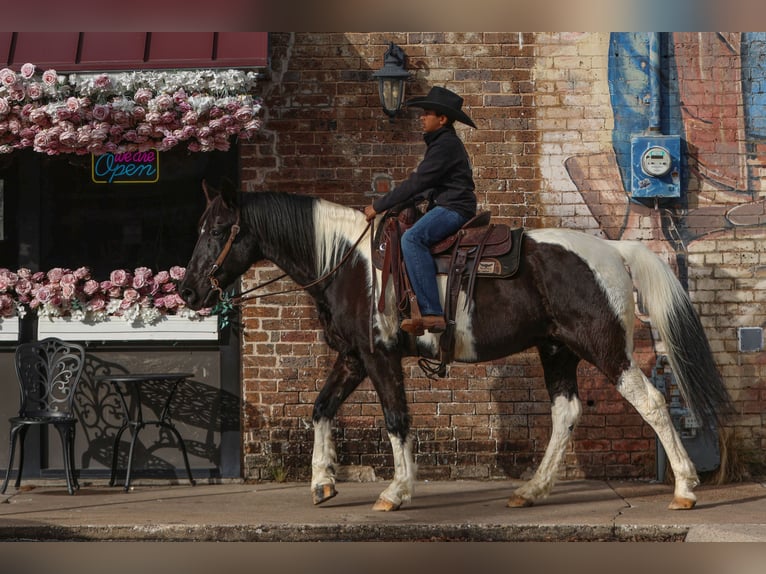 Otras razas Caballo castrado 10 años 163 cm in Joshua, TX