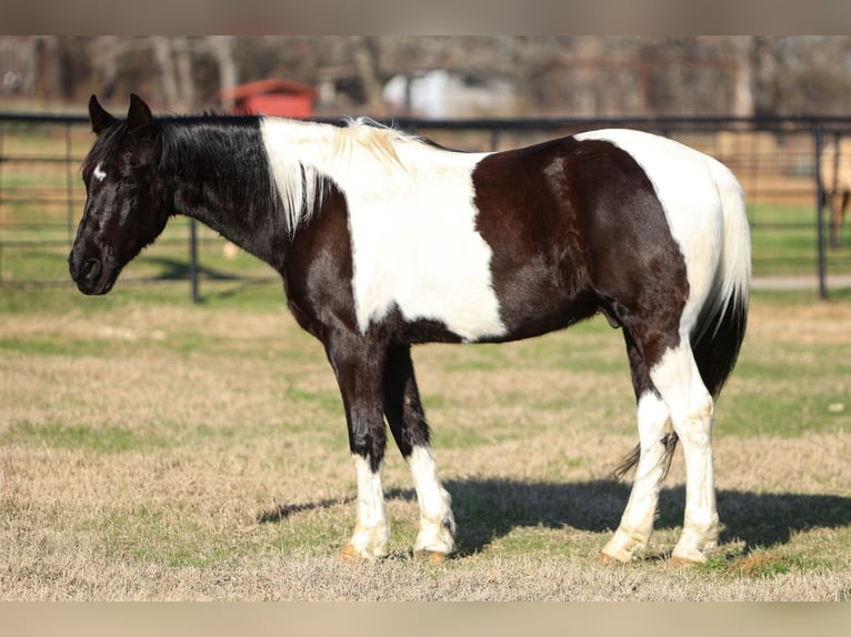 Otras razas Caballo castrado 10 años 163 cm in Joshua, TX