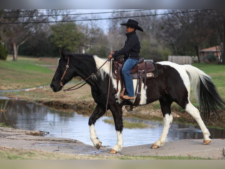 Otras razas Caballo castrado 10 años 163 cm in Joshua, TX