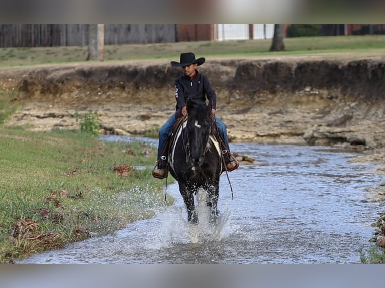 Otras razas Caballo castrado 10 años 163 cm in Joshua, TX