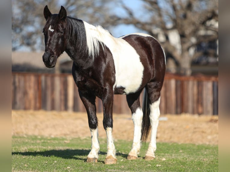 Otras razas Caballo castrado 10 años 163 cm in Joshua, TX